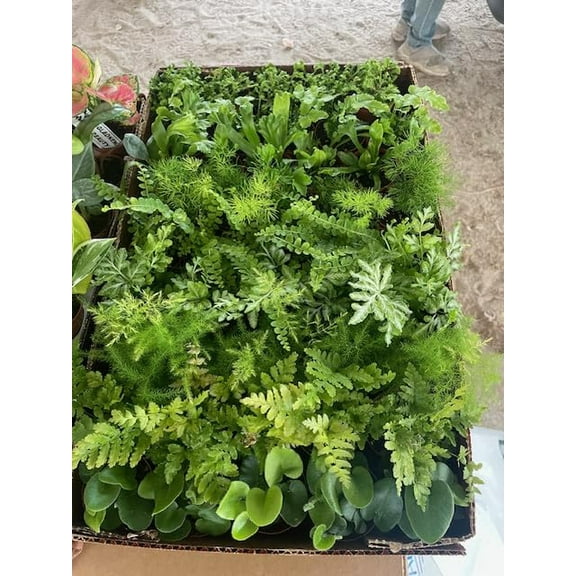 BubbleBloom Fern Assortment Growers Choice Mix Wholesale Bulk Plants 2 inch 45-Pack