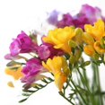 Mixed Freesia Bulbs Freesia Bulbs for Planting Double Spring Planting