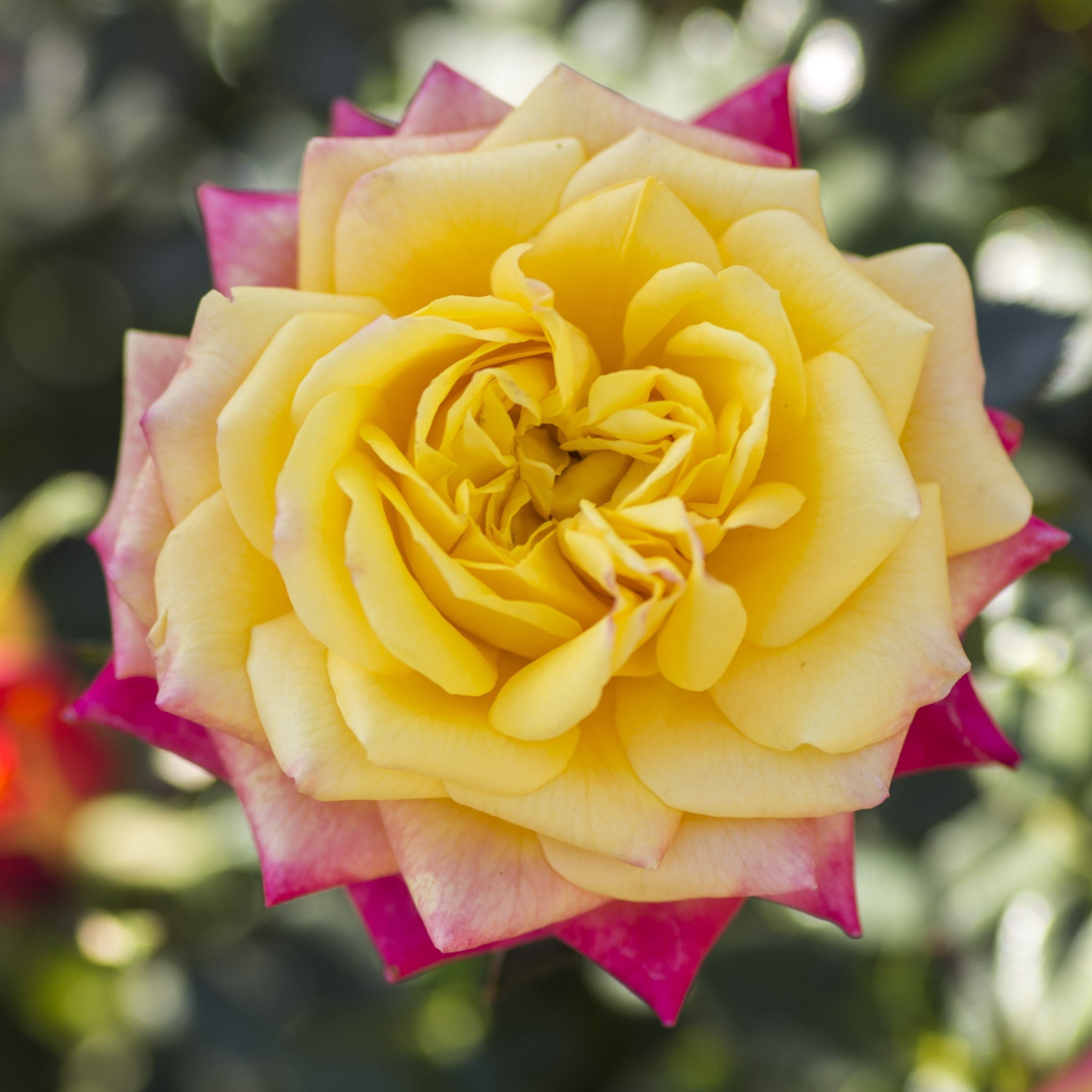 2 gal Live Rose Rainbow Sunblaze with Yellow Flowers