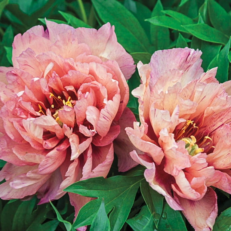 ✳︎peony✳︎ Peony Seeds – 10 Seeds – Mixed Colors, Great for Bonsai