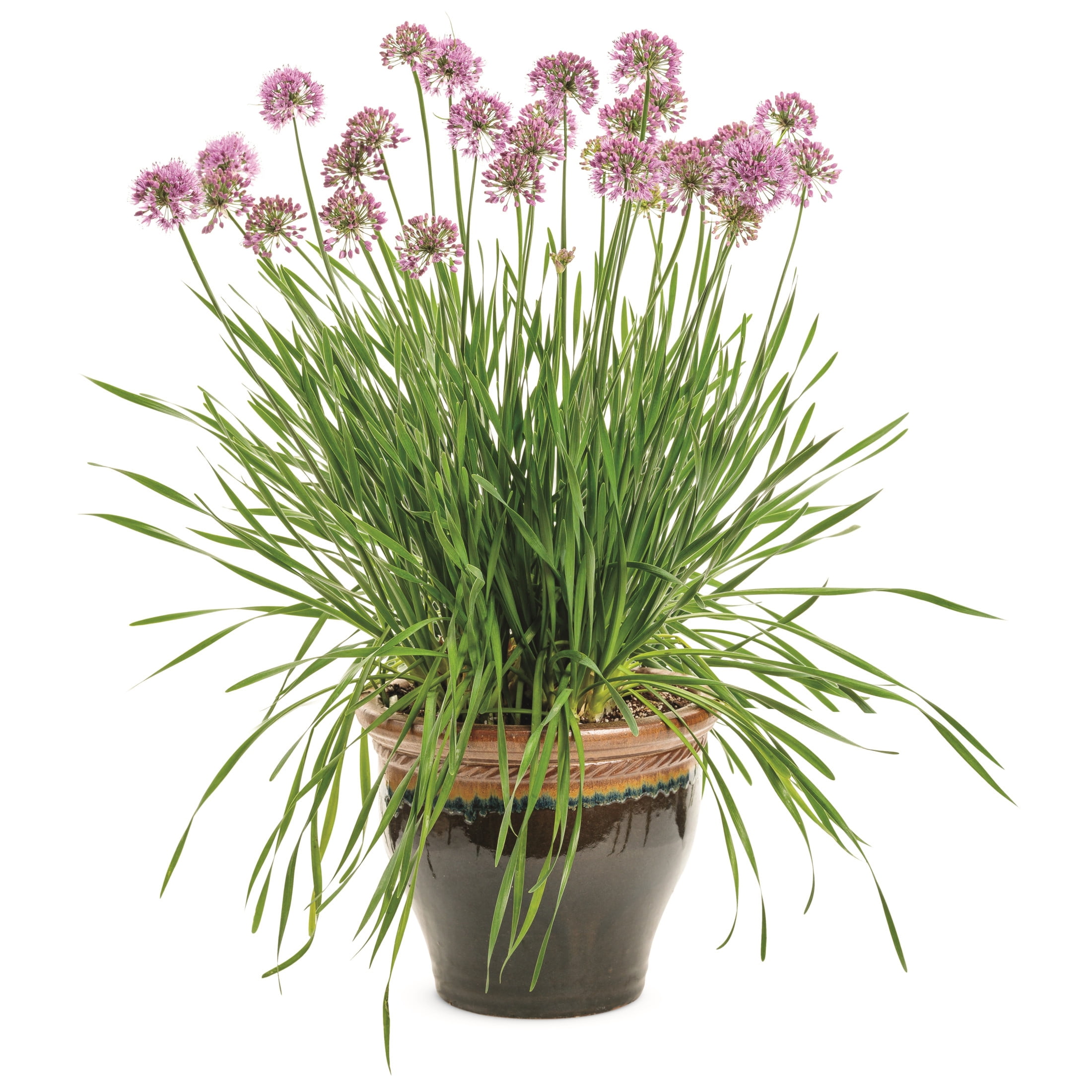 Proven Winners 6" Purple 'Serendipity' Ornamental Onion Live Plant in 6.5" Pot