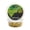 Yellow (Pineapple Flavor), variant on WCB Carp Baits Fishing Dough Bait Paste Soft Pellets - Soft Carp Bait - Ideal for Carp and Catfish Fishing