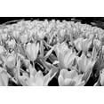 thumbnail image 2 of Eggers, Terry 24x17 Black Ornate Wood Framed with Double Matting Museum Art Print Titled - USA-Washington State-Skagit Valley-low angle of Tulip mass, 2 of 4