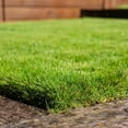 thumbnail image 3 of Zoysia Grass Warm-SeasonITSC&nbsp;Grass Dense, Carpet-Like Growth, Fine Texture, and Overall Durability for Lawns, Golf Courses, and Other Landscape Applications 1/8 lb Grass Seeds by YEGAOL Garden, 3 of 3