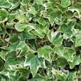 thumbnail image 2 of Ivy Plant Live Fast-growing, Potted 3-5" in Tall, Climbing Indoor Outdoor Houseplant, Easy Care Trailing Vine, Fast Growing Small Starter Plant for Home Office Décor (White Cream English Ivy), 2 of 6