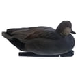 thumbnail image 2 of Avian X Topflight Black Ducks Decoys With Flocked Bodies, Realistic Paint Scheme 2 of 11