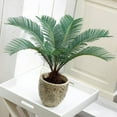 thumbnail image 4 of Brighter Blooms - Sago Palm Tree, 3 gal - No Shipping to AK, AZ, HI, 4 of 6