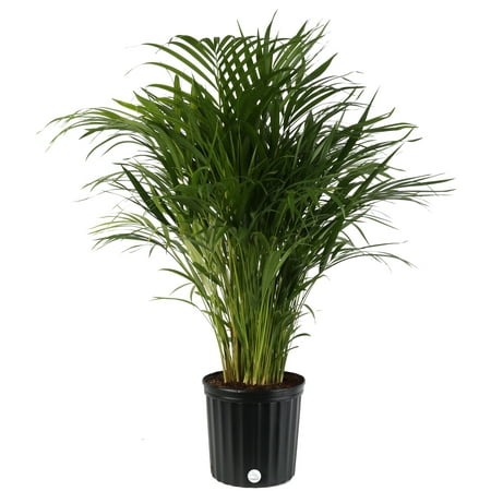 Live Indoor 36in. Tall Green Areca Palm; Bright, Indirect Sunlight Plant in 10in. Grower Pot