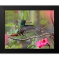 thumbnail image 2 of Fitzharris, Tim 18x15 Black Modern Framed Museum Art Print Titled - Hovering Male Rufous Tailed Hummingbird, 2 of 5