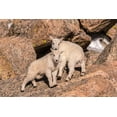 thumbnail image 2 of Jaynes Gallery 14x11 White Modern Wood Framed Museum Art Print Titled - Colorado-Mt Evans Young mountain goats on rocks, 2 of 4