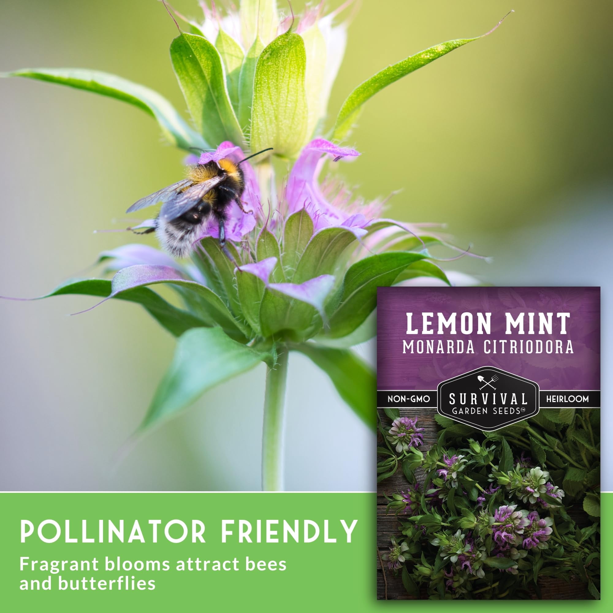 Lemon Mint Bee Balm Seeds - Perennial Full Sun Herb - 5 Packs