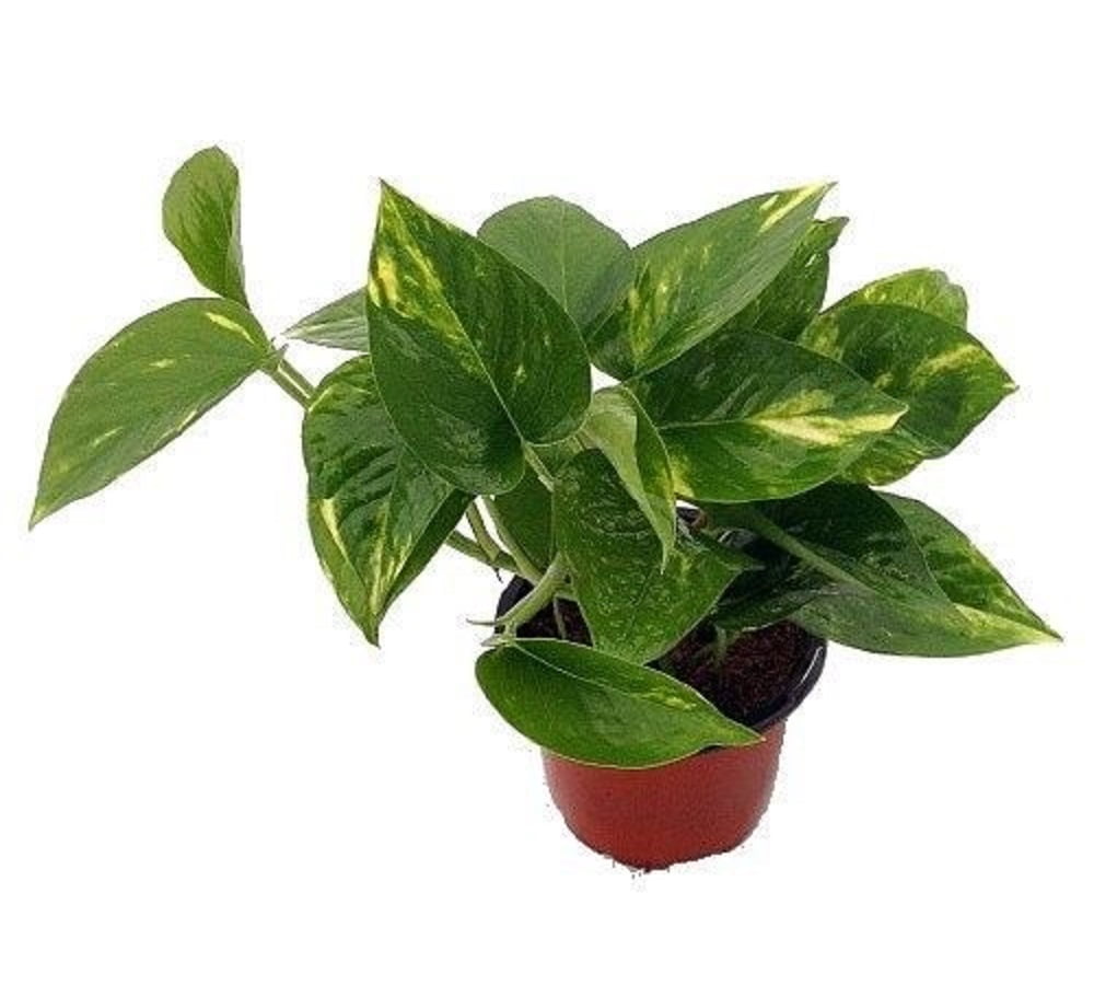 Golden Devil S Ivy Pothos Epipremnum 4 Pot Very Easy To Grow Walmart Com Walmart Com