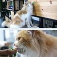 thumbnail image 4 of Pets Licking Fun Cat Candy Kitten Licking Toys Various Catnip Flavors Of, 4 of 9