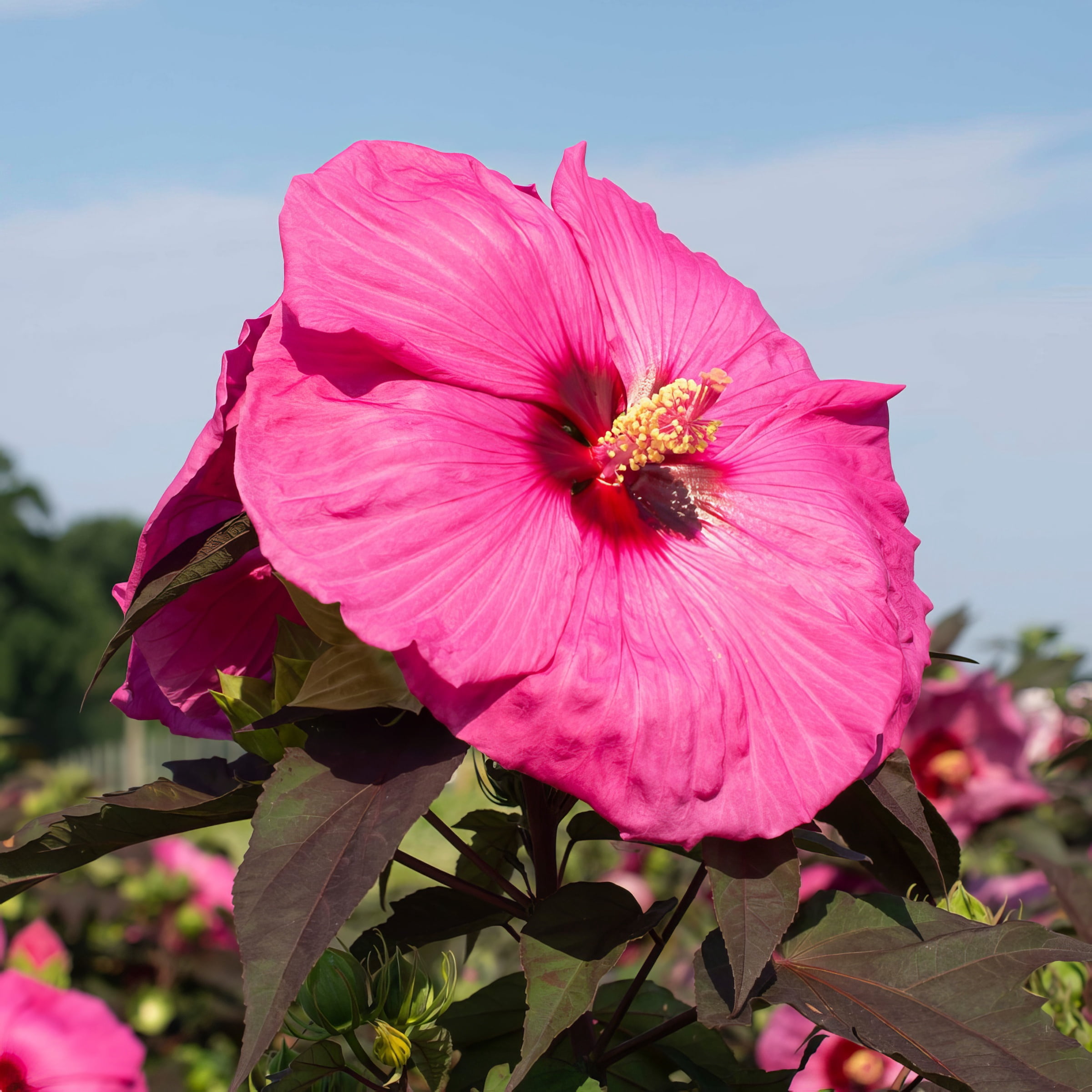 National Plant Network 3 gal Hibiscus Head over Heels Passion Live Perennial Plant Condition with Full Sunlight