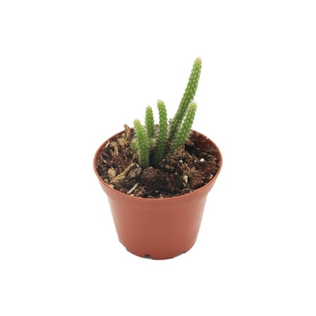 Rat Tail Succulent - 2" from California Tropicals