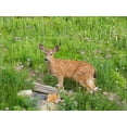 thumbnail image 2 of Wild, Jamie and Judy 32x25 Gold Ornate Wood Framed with Double Matting Museum Art Print Titled - WA-Mount Rainier National Park-Black-tailed deer-fawn-Odocoileus hemionus, 2 of 4