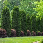 Brighter Blooms - Emerald Green Arborvitae, 1-2 ft. - No Shipping to AK, AZ, HI, OR