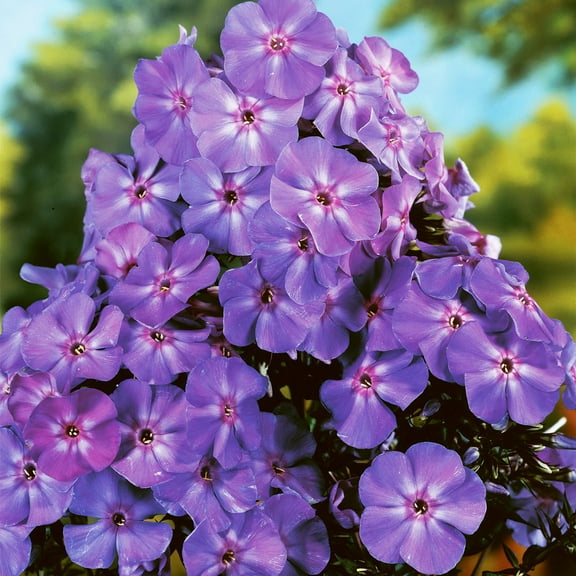 Van Zyverden Tall Phlox Paniculata Blue Boy 5 Roots Blue Partial Sun Perennial Pollinator 1 lb
