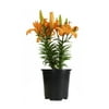 Altman Plants 1 g Asiatic Lily Looks Orange Pic Pot Plant