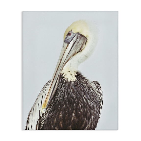 Stupell Industries Traditional Preening Pelican Photography Canvas Art, 16 x 20, by Gail Peck