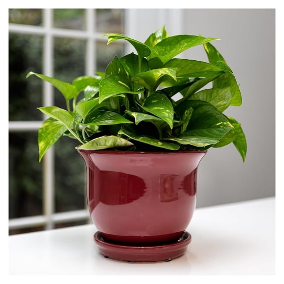 Garden & Home Red 8 Inch Indoor Ceramic Plant Pot with an Attached Saucer and Drainage Hole for House Plants, s, Flowers, Succulent Plants, Snake Plants, Gifts for Mom