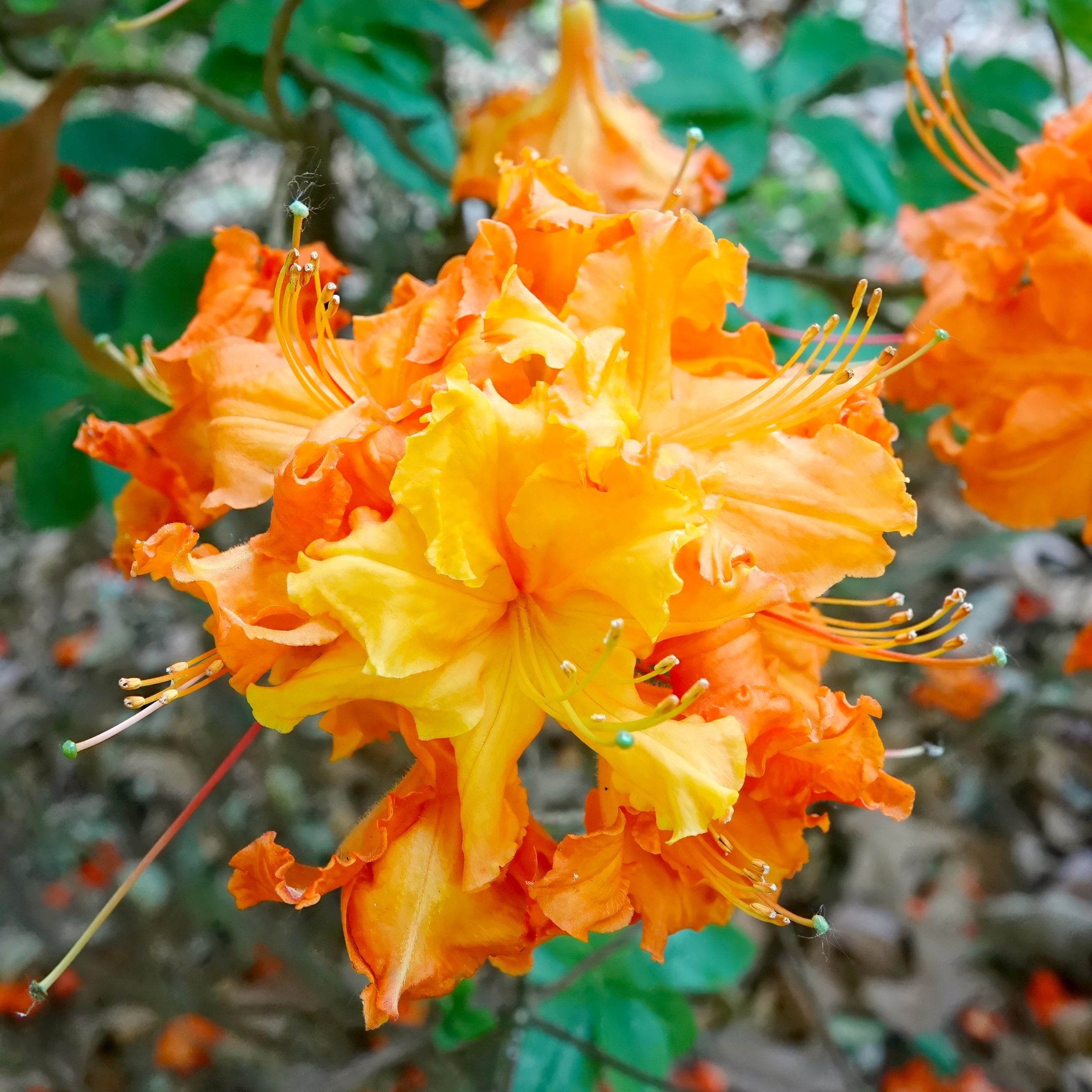 National Plant Network 3 gal. Native Azalea Tangerine