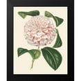 thumbnail image 2 of Houtte, Van 15x18 Black Modern Framed Museum Art Print Titled - Antique Camellia III, 2 of 5