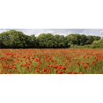 thumbnail image 1 of Posterazzi DPI1832436 Poppy Field Poster Print, 23 x 10, 1 of 1