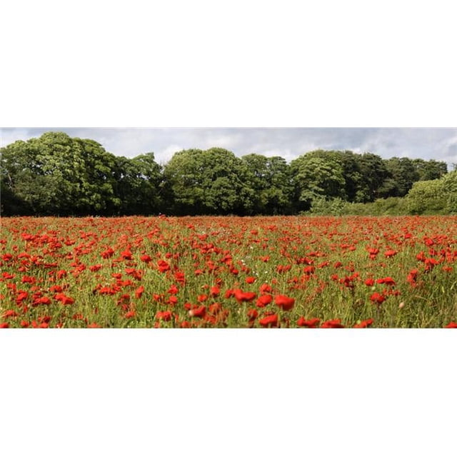 Posterazzi DPI1832436 Poppy Field Poster Print, 23 x 10