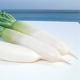 thumbnail image 1 of Radish Seeds - Relish Cross - Hybrid - 1 Lb ~41600 Seeds - Non-GMO, F1 Hybrid - Vegetable Garden, 1 of 1