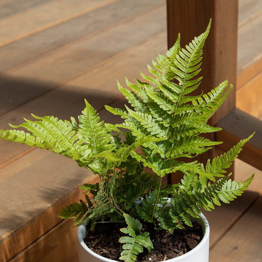 Altman Plants 1Gal Autumn Fern Live Plant with Grower Pot