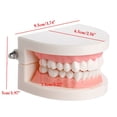 thumbnail image 5 of Dental Study Teaching Teeth Model Oral Care Tooth Education Dentist Equipment, 5 of 5