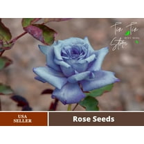 30 Seeds| Hybrid Tea Blue Girl Rose Bush Flower Seeds#1045 |BUY 4 GET 1 FREE|