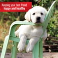thumbnail image 6 of Sulfodene Dog Wound Care Ointment, Relieves Pain & Prevents Infection For Dog Cuts, Scrapes, Bites and Injuries, 2 Ounce, 6 of 8