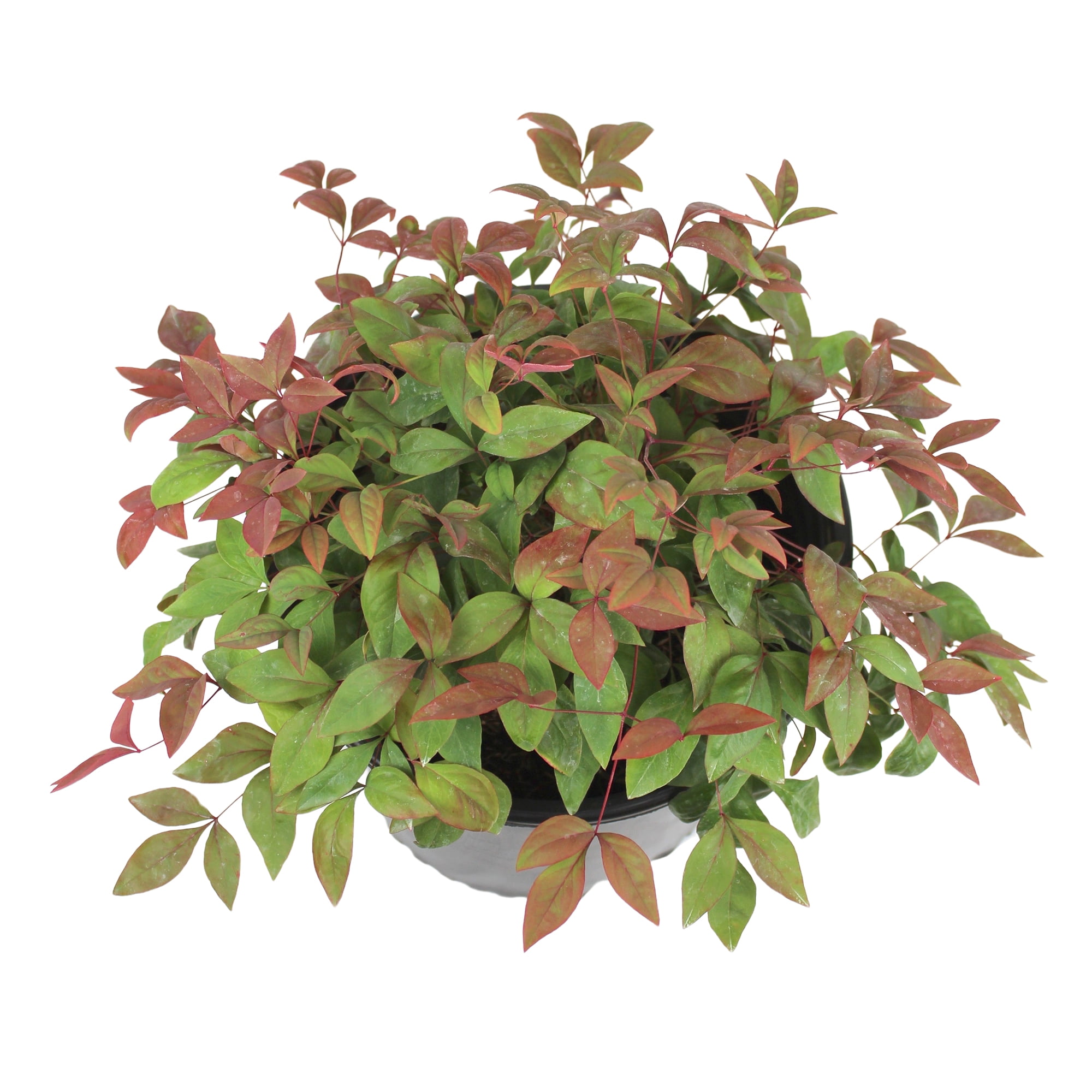 Expert Gardener 2.25G Nandina Domestica Nana Live Plant Full Sun