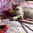 thumbnail image 2 of 10pcs Boule de Chat Mousse Interactive Boule de Chat Chiot Coloré, 2 of 5
