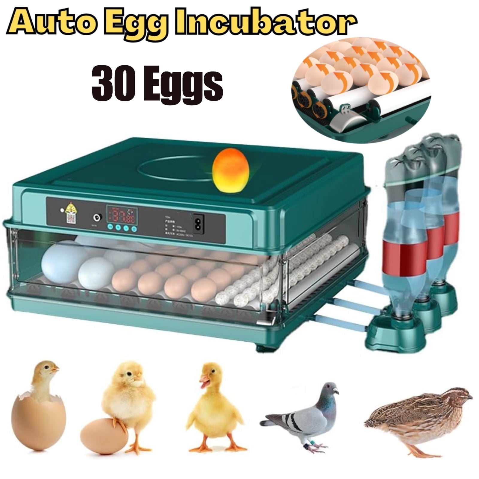 Hairycotar Egg Incubator, 36 Eggs, Automatic Turner, Temperature
