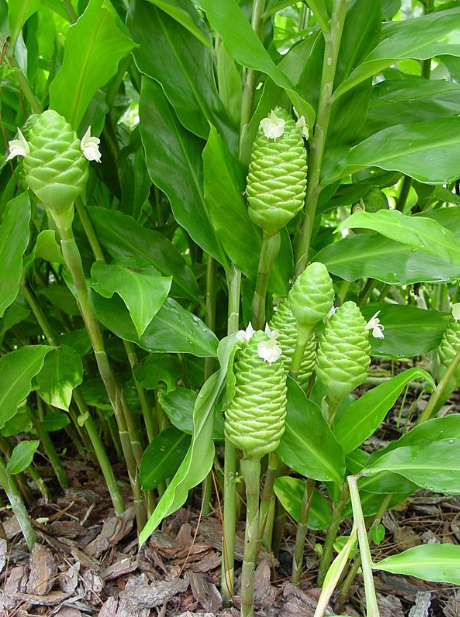 Shampoo Ginger Plant Live, Zingiber Zerumbet Plant Pinecone Ginger Plant for Garden, No Pot