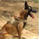 thumbnail image 2 of Correa De Pecho Táctica P/perros ,nylon Ajustable Con Mango, 2 of 8