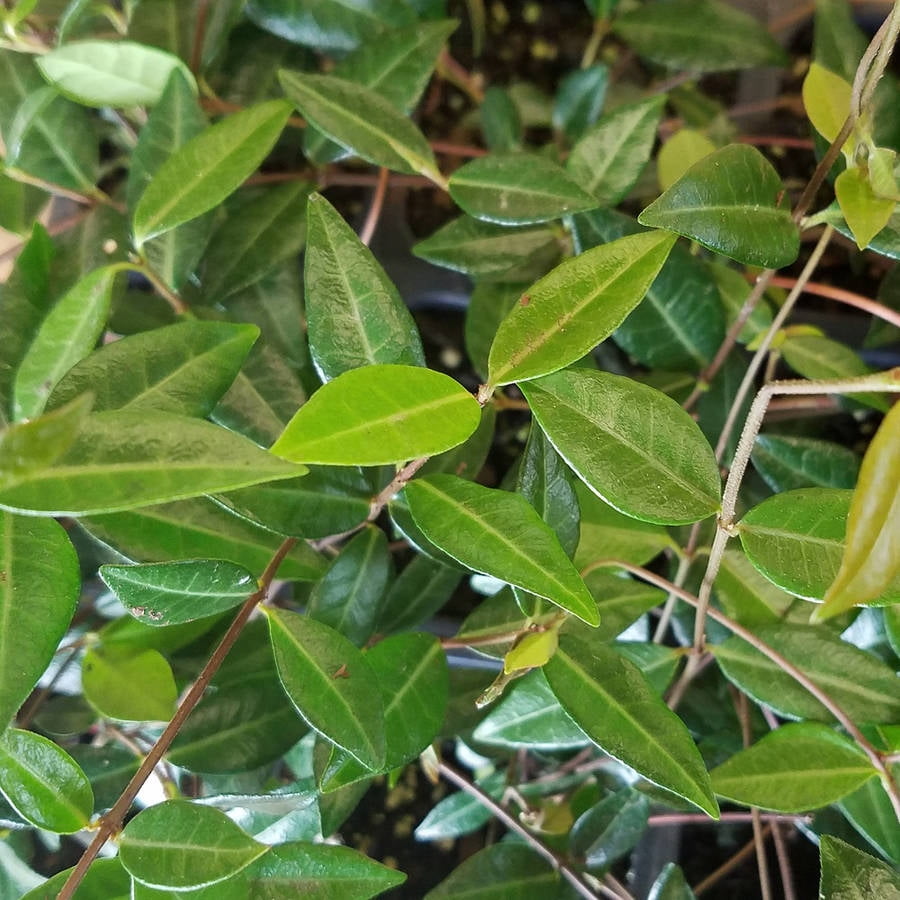 Jasmin様 Amazon.com : 2 Star Jasmine Live Plants, Blooming Jasmine