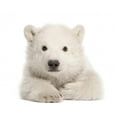 thumbnail image 2 of Polar Bear Cub Ursus Wall Mural by Wallmonkeys Peel and Stick Graphic (24 in W x 24 in H) WM147451, 2 of 4