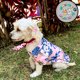 thumbnail image 5 of Camisas Hawaianas para Perros y Gatos Razas Pequeñas Amigos Peludos, 3 Piezas, Colores Surtidos, 5 of 7