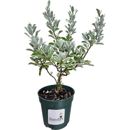 Leucophyllum frutescens Texas Sage, 4 Inch Pot