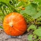 thumbnail image 4 of Watermelon Tray, Thickened Melon Fruit Tray, Transparent Plastic Garden Tray, Avoid Rot, Fruit Shop Decoration, Foldable Portable Tray, Lightweight Plastic Material, for Bedroom, 4 of 6