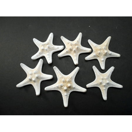 Set of 6 White Knobby Starfish for Beach Wedding Crafts and Decor 2-3