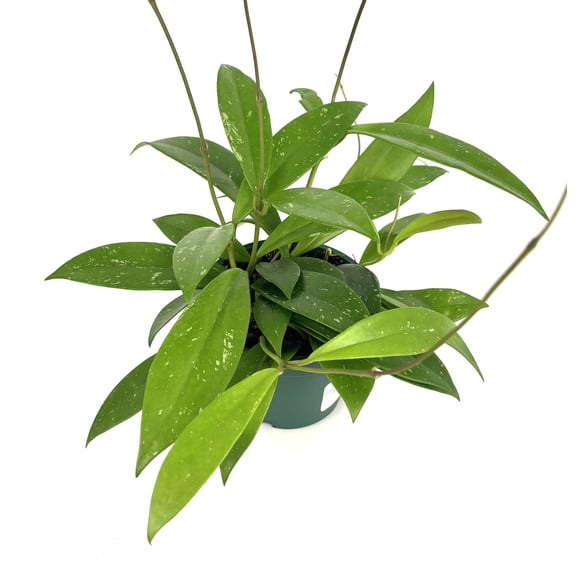 Hoya Publicalyx Vining Air Purifying Houseplant, 4" Pot