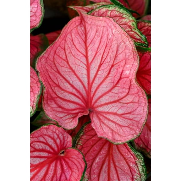 CZ Grain Pink Symphony Elephant Ears Caladium Bulbs (10 Count), Stunning Color Fast Grower