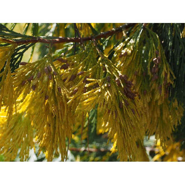 Incense Cedar California Incense Cedar-20 Inch By 30 Inch Laminated