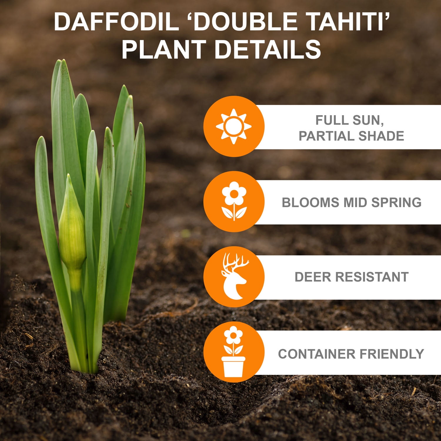 Garden State Bulb Narcissus Tahiti Double Daffodil Flower Bulbs, 16/18cm (Bag of 250)