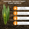 thumbnail image 2 of Garden State Bulb Narcissus Tahiti Double Daffodil Flower Bulbs, 16/18cm (Bag of 50), 2 of 8